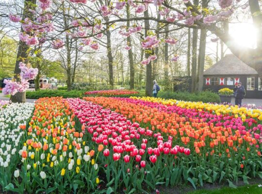 Keukenhof