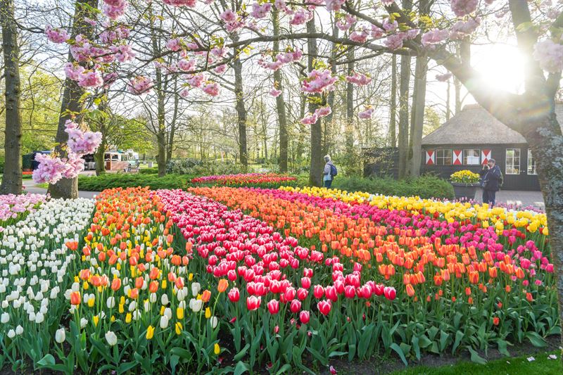 Keukenhof